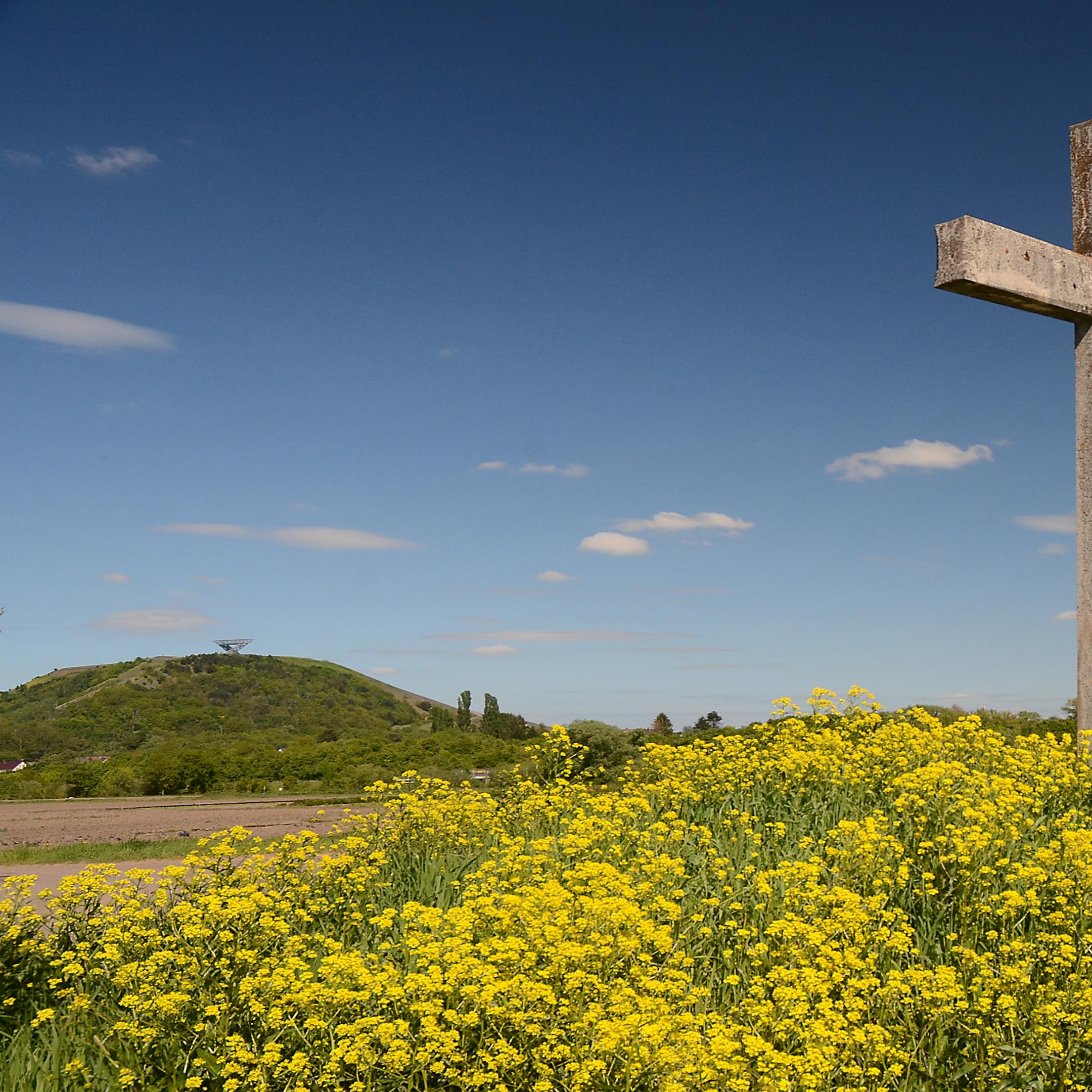 Lisdorfer Aue mit blühenden Blumen in Frühlingssonne